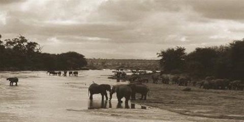 Framed Elephants In River Print