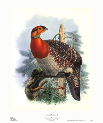 Framed Native Pheasant II Print