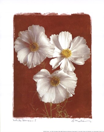 Framed White Cosmos I - Mini Print