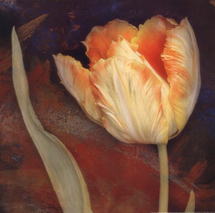 Framed Dusk Tulip II Print
