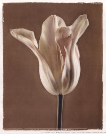 Framed Lumiere Tulip I Print