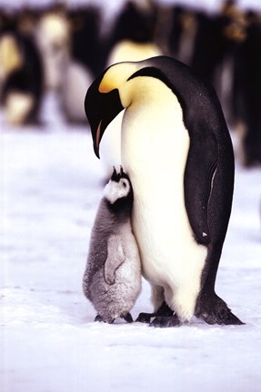 Framed Penguin - Maternal Moment Print