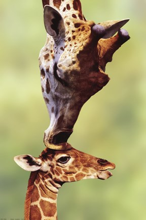 Framed Giraffe Mom Print