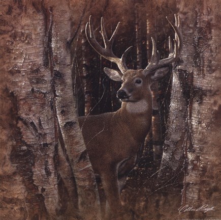 Framed Birchwood Buck Print