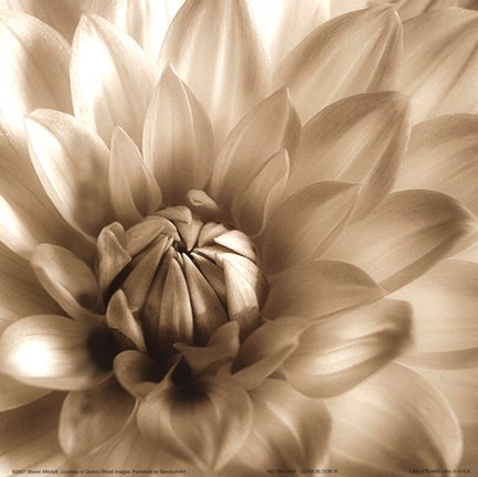 Framed Sepia Bloom III Print