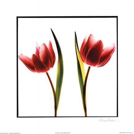 Framed Tulip Impressions II Print