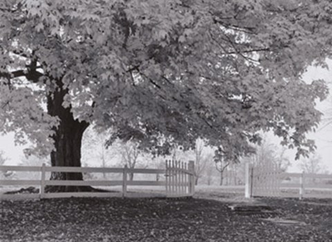 Framed Autumn Morning Print