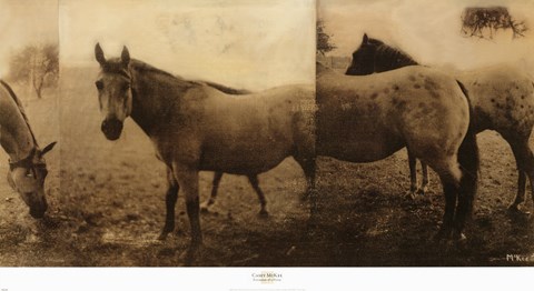 Framed Extension of a Horse Print