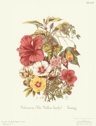 Framed Malvaceae Print