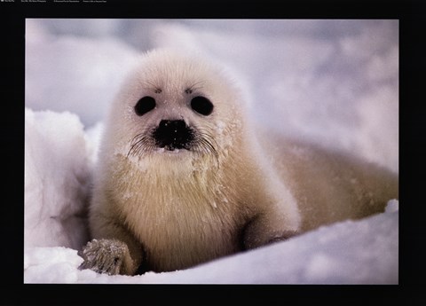 Framed Harp Seal Pup Print