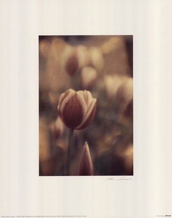 Framed Tinted Tulips II Print