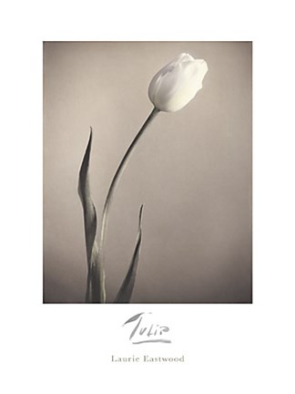 Framed Tulip Print