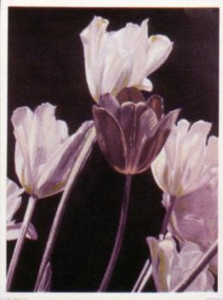Framed Tulips-Pyramid Print