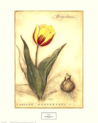 Framed Keizerskroon Tulip Print
