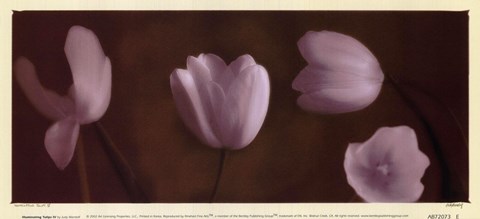 Framed Illuminating Tulips IV Print