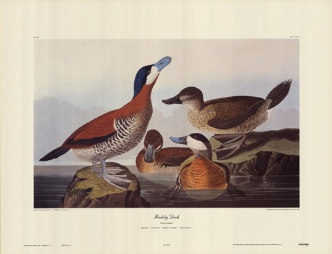 Framed Ruddy Duck Print