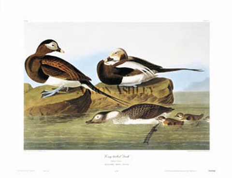 Framed Long-Tailed Duck Print