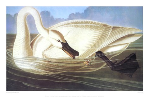 Framed Trumpeter Swan Print