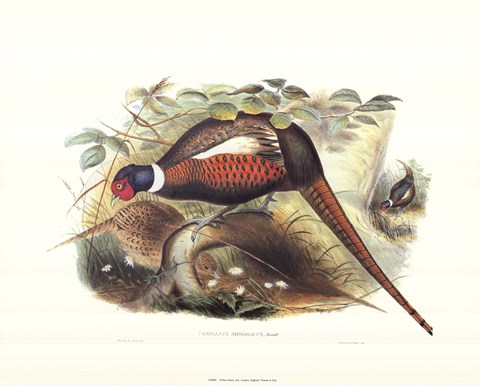 Framed Pheasant Mongolicus Print