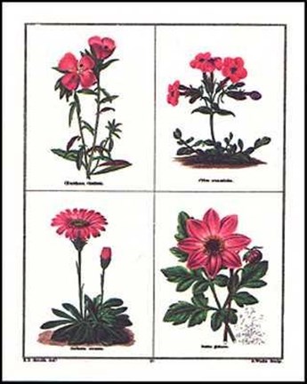 Framed Botanicals (Pink) Print