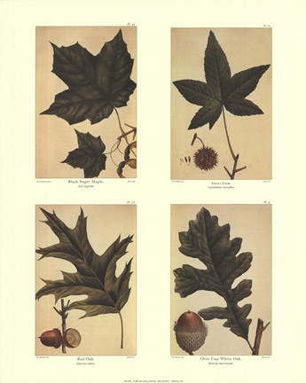 Framed Botanical 4 Panel I Print