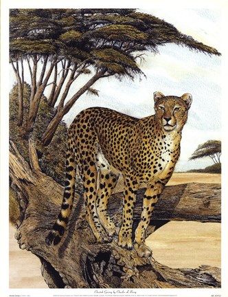 Framed Cheetah Gazing Print