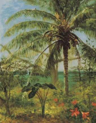 Framed Palm Tree, Nassau 1892 Print
