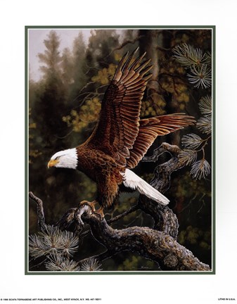Framed Eagle Perch Print