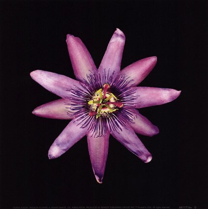 Framed Passion Flower Print