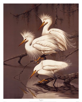 Framed Snowy Egrets Print