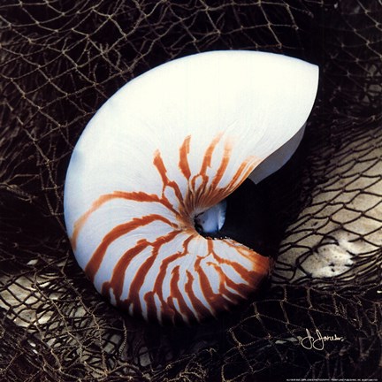 Framed Nautilus Shell With Net Print