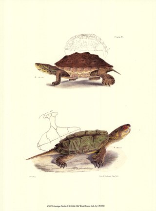 Framed Antique Turtles II Print