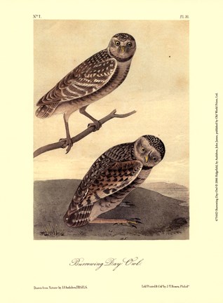 Framed Burrowing Day-Owl Print