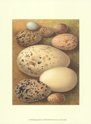 Framed Bird Egg Collection I Print