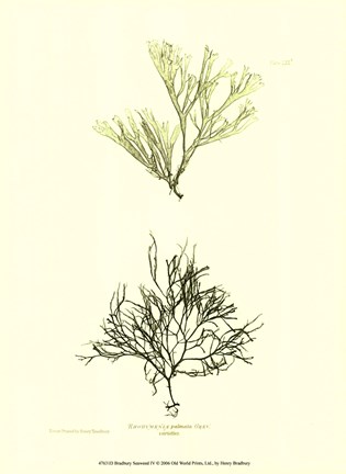 Framed Seaweed IV Print