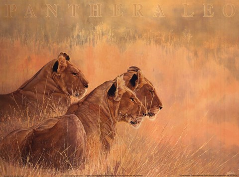 Framed Panthera Leo Print