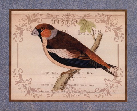 Framed British Birds I Print