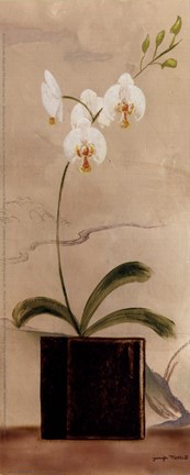 Framed Asian Orchid II Print