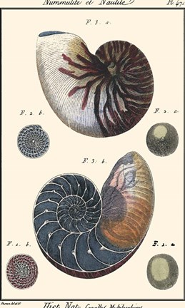 Framed Sea Shells VI Print