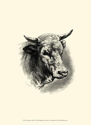 Framed Antique Cattle II Print
