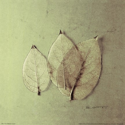 Framed Trio of Skelton Leaves Print