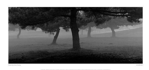 Framed Trees In The Fog Print