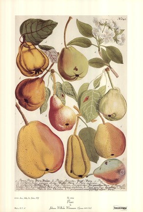 Framed Pears Print