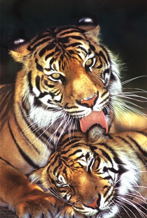 Framed Tigers - Mother&#39;s Love Print