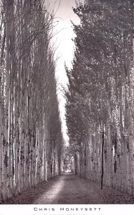 Framed Poplars 2, Kashgar Print
