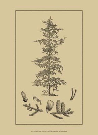 Framed Arbor Study II Print
