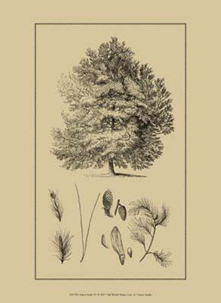 Framed Arbor Study IV Print