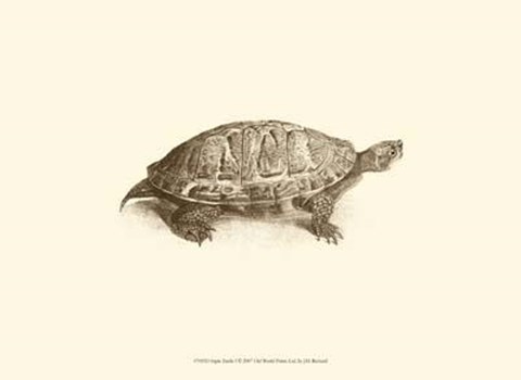 Framed Sepia Turtle I Print