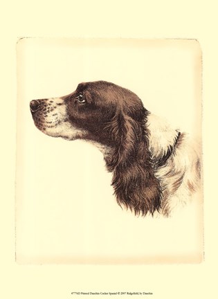 Framed Printed Danchin Cocker Spaniel Print