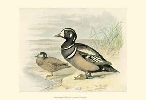 Framed Harlequin Duck Print